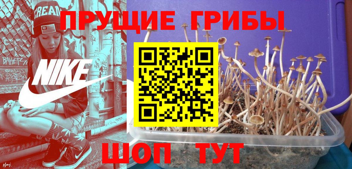 Псилоцибиновые грибы MAGIC MUSHROOMS Кандалакша
